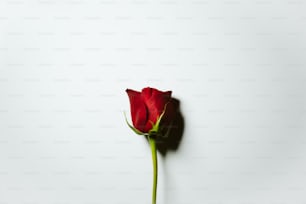 una sola rosa roja sobre un fondo blanco