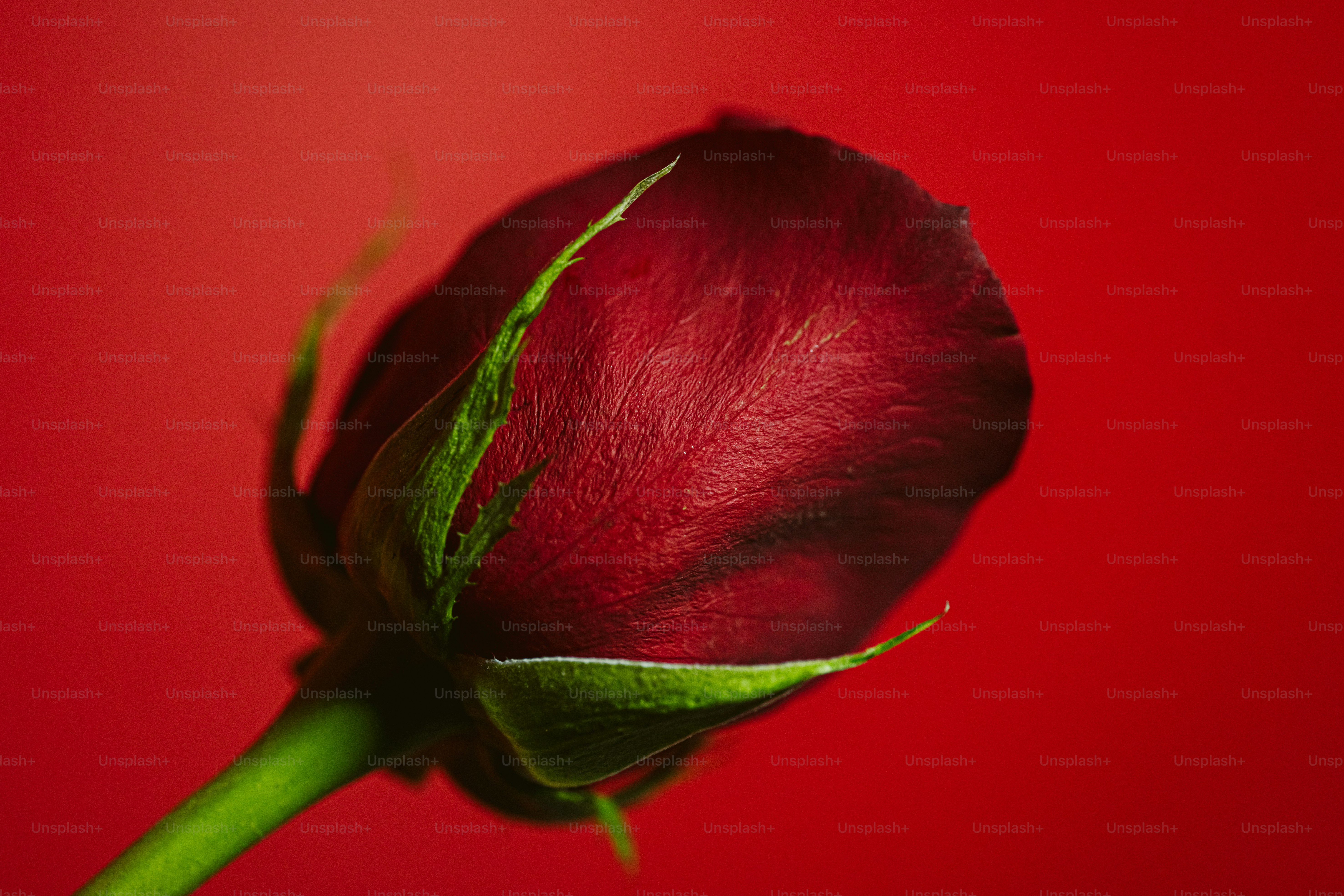 uma única rosa vermelha com um caule verde