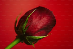 uma única rosa vermelha com um caule verde
