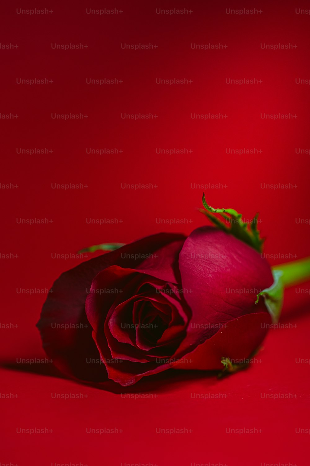 a single red rose on a red background