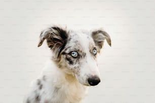un primo piano di un cane con gli occhi azzurri