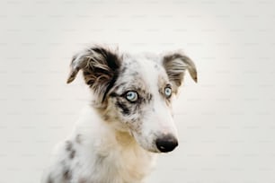 a close up of a dog with blue eyes