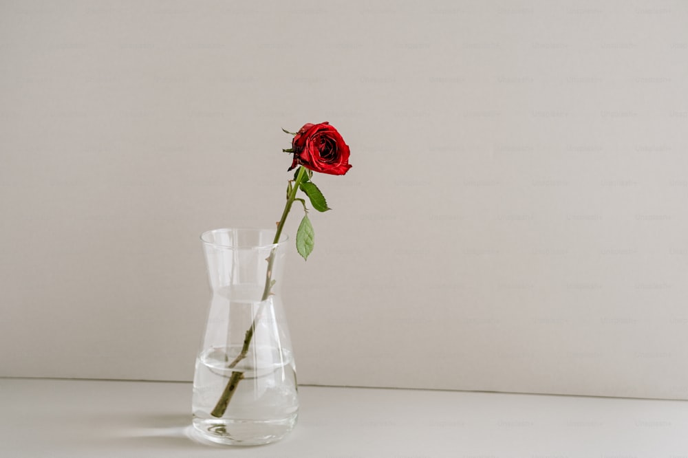 eine einzelne rote Rose in einer durchsichtigen Vase