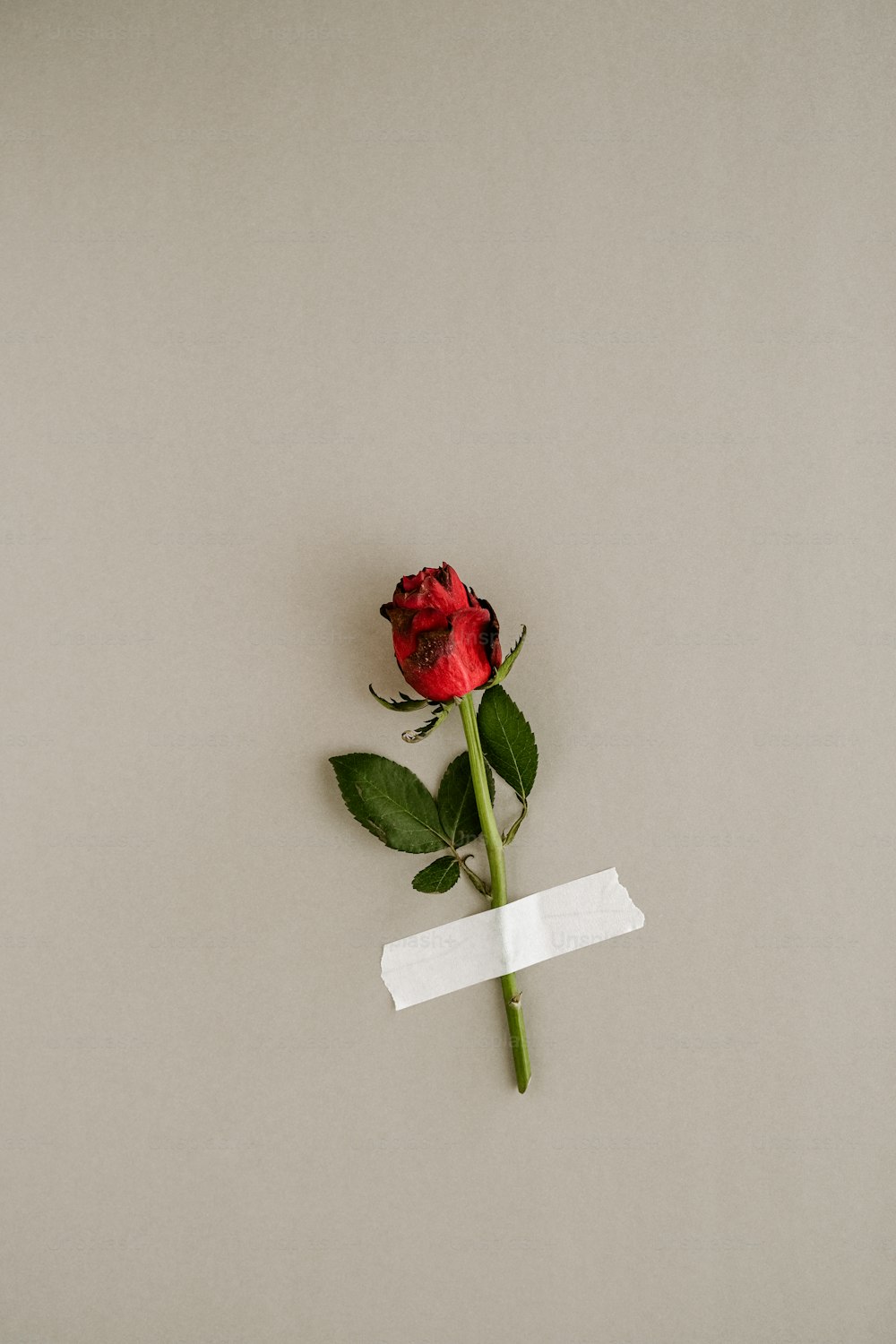 una sola rosa roja con un pedazo de papel pegado a ella