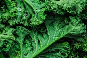 a bunch of green leafy vegetables with drops of water on them