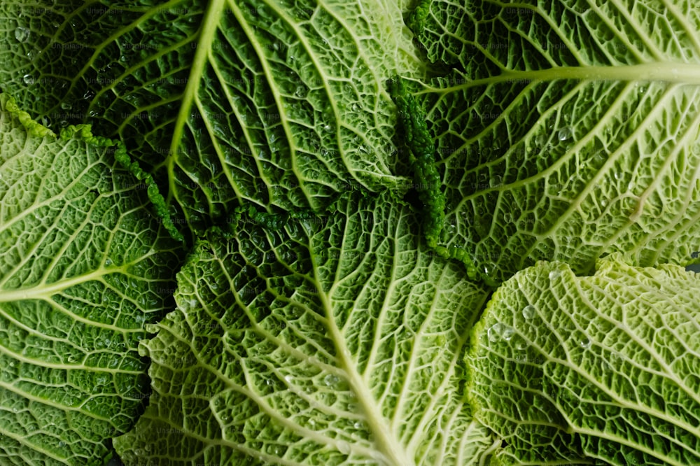 a close up of a green leafy plant