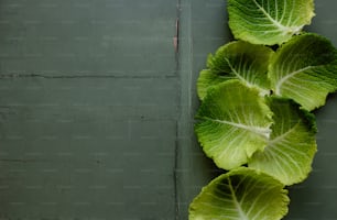 a close up of a leafy plant on a wall