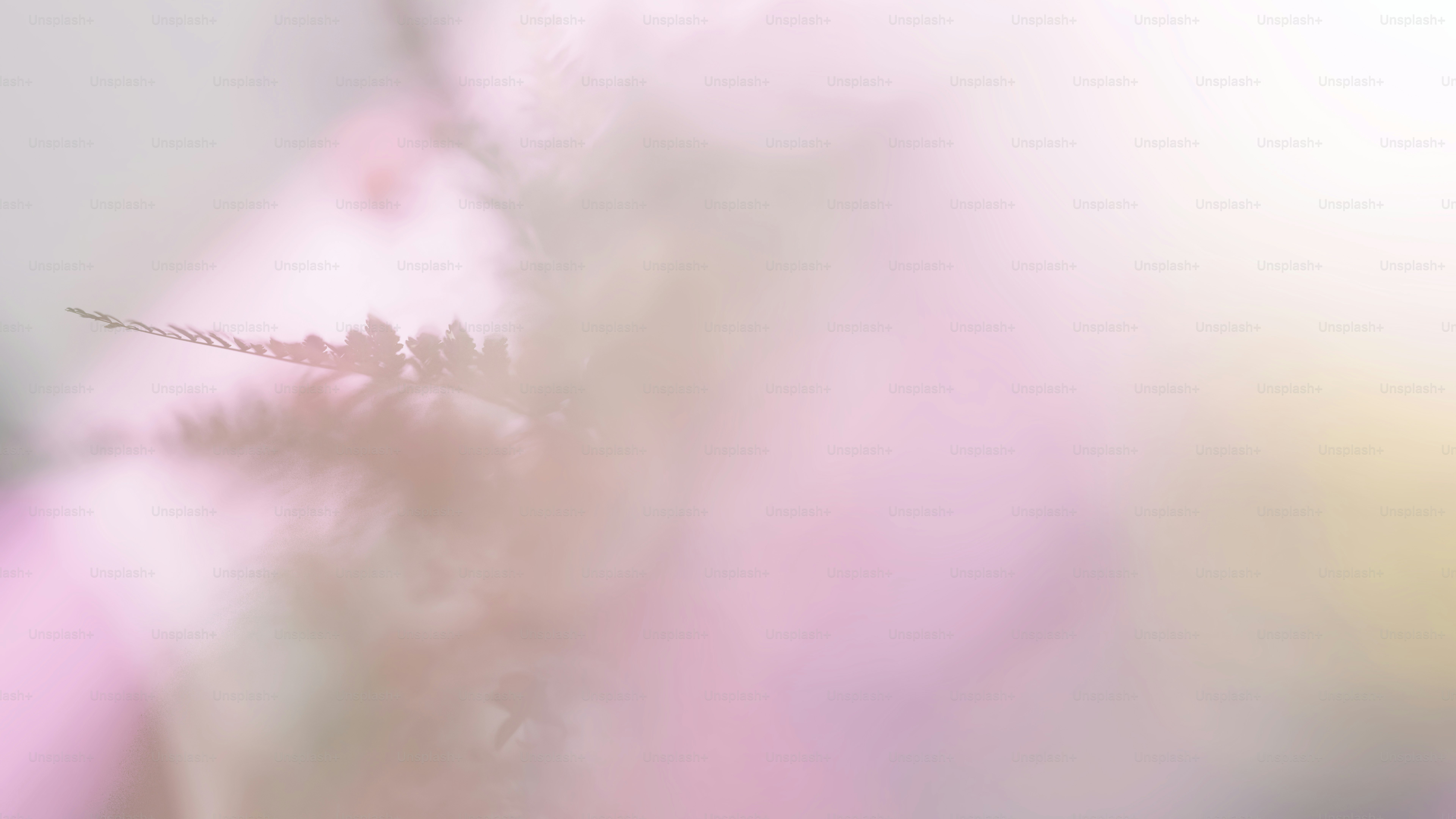 una foto sfocata di una pianta con uno sfondo sfocato