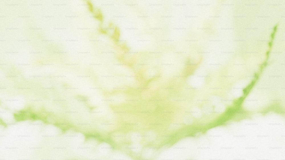 una foto borrosa de una planta con un fondo verde