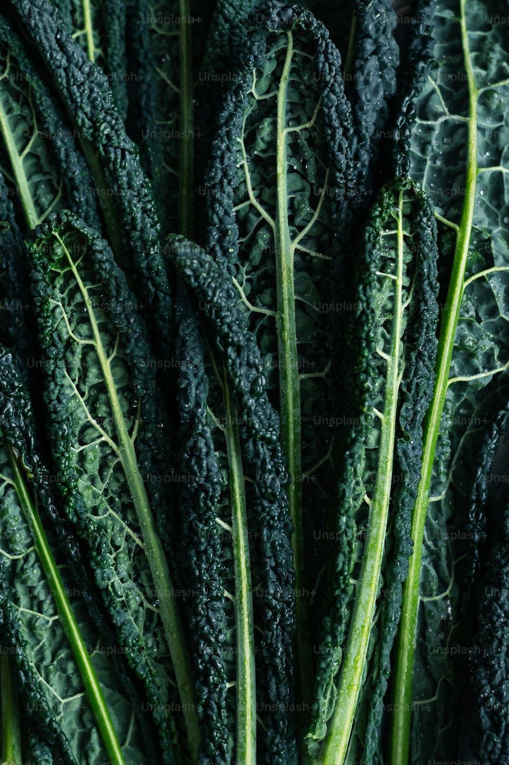 緑の野菜の束の接写