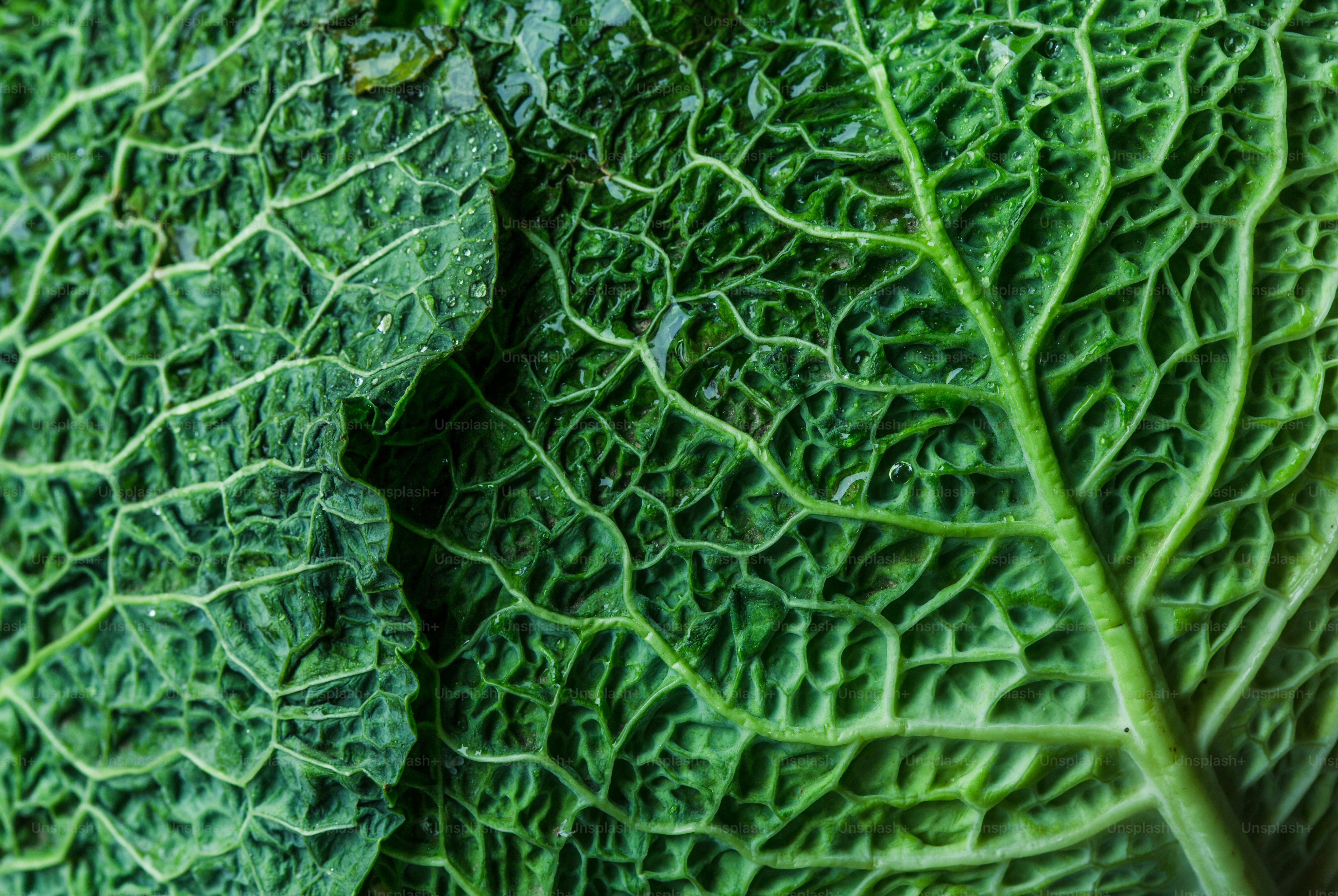 a close up of a green leafy plant