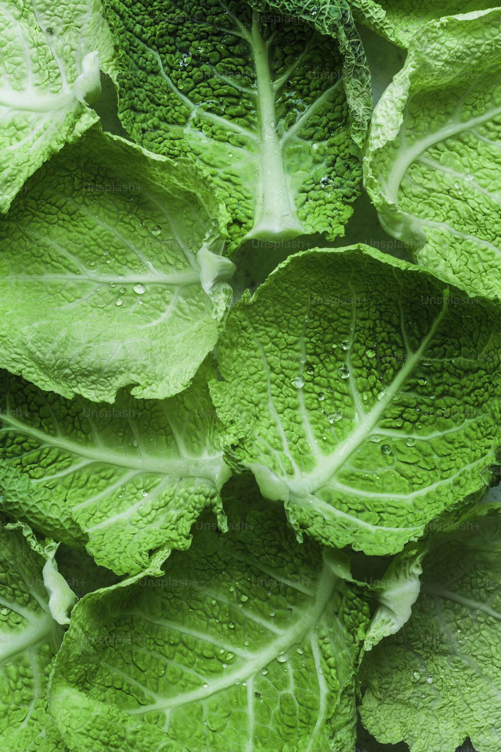 a close up of a bunch of green leafy vegetables