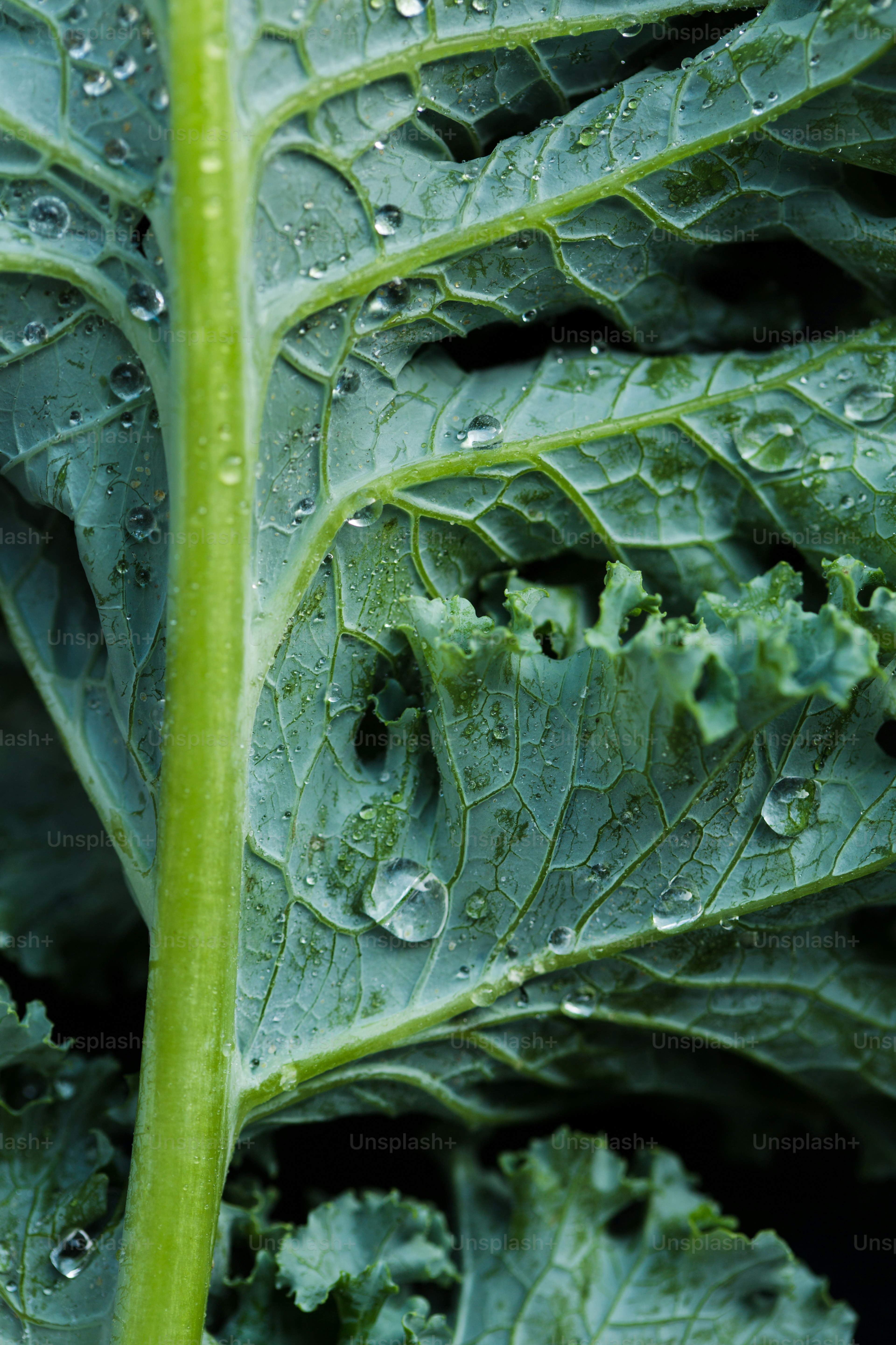 a close up of a leaf with drops of water on it