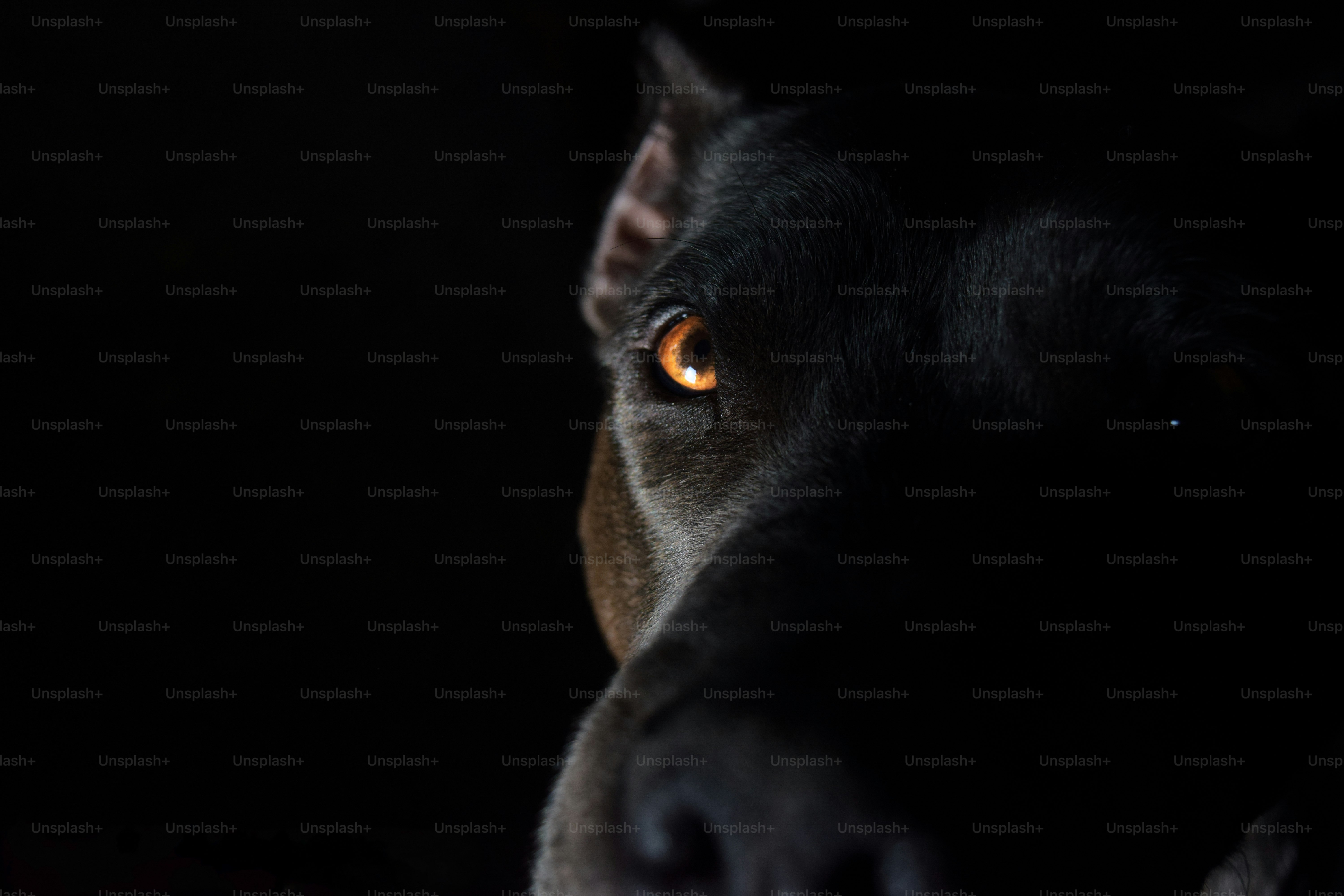 a close up of a dog's face in the dark