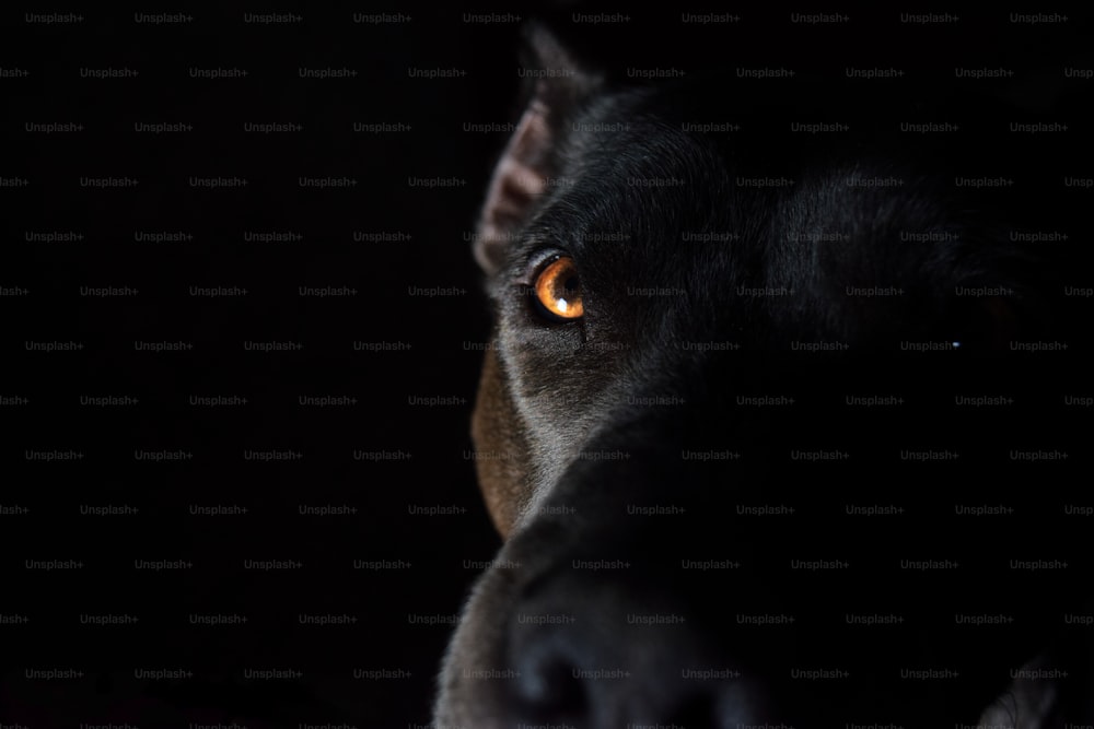 Un primer plano de la cara de un perro en la oscuridad