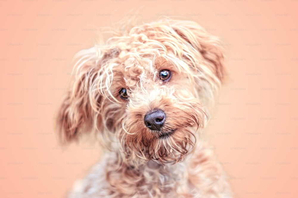 a close up of a dog with a pink background