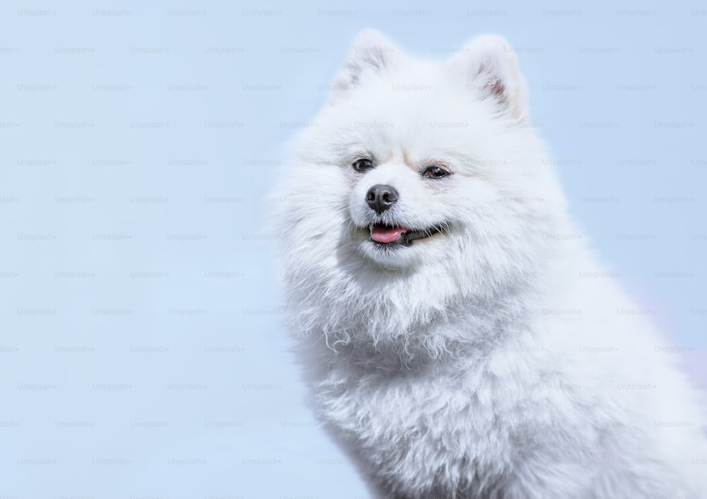 ein weißer, flauschiger Hund mit blauem Hintergrund