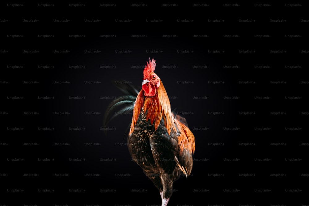 a close up of a rooster on a black background