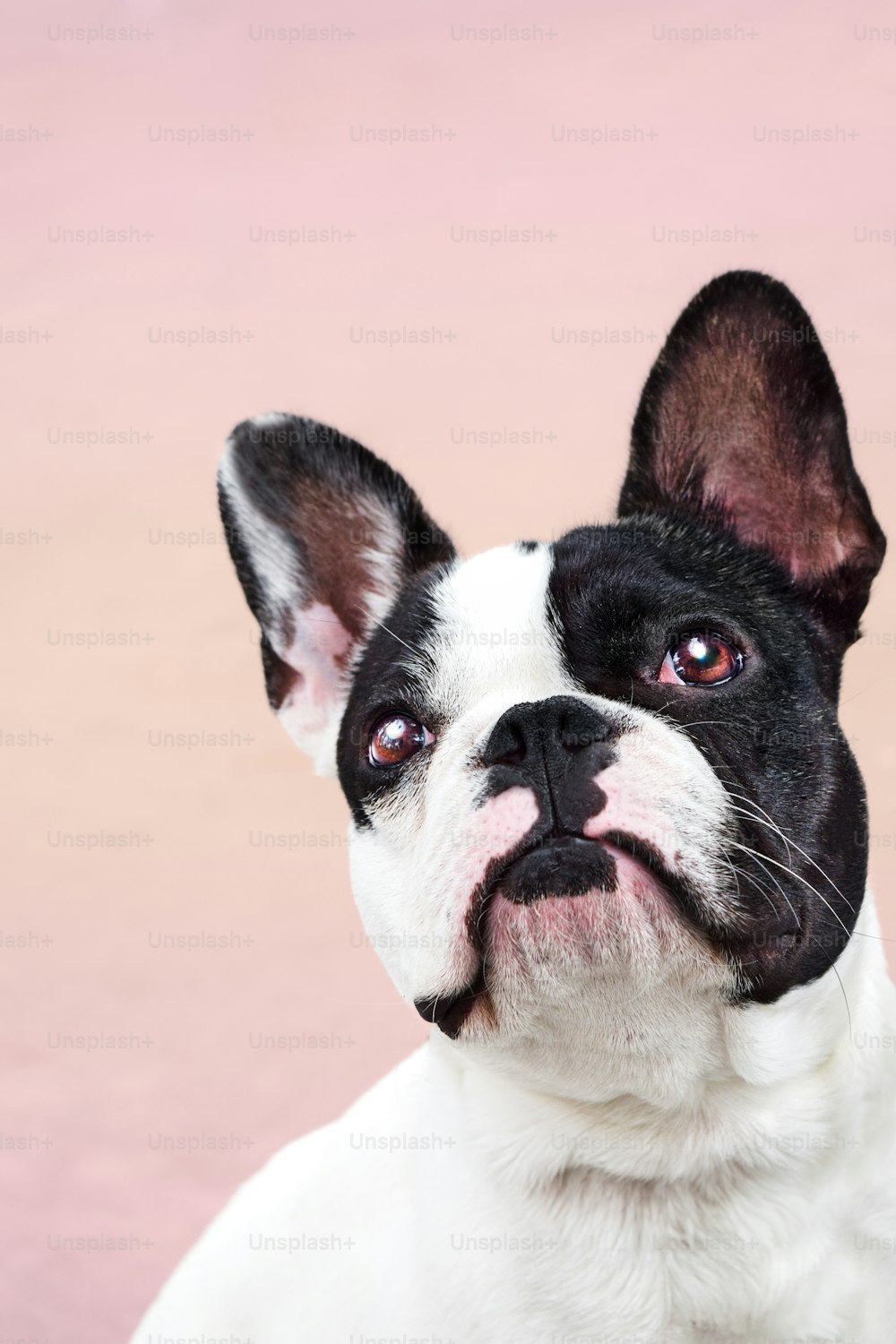 a close up of a dog with a pink background