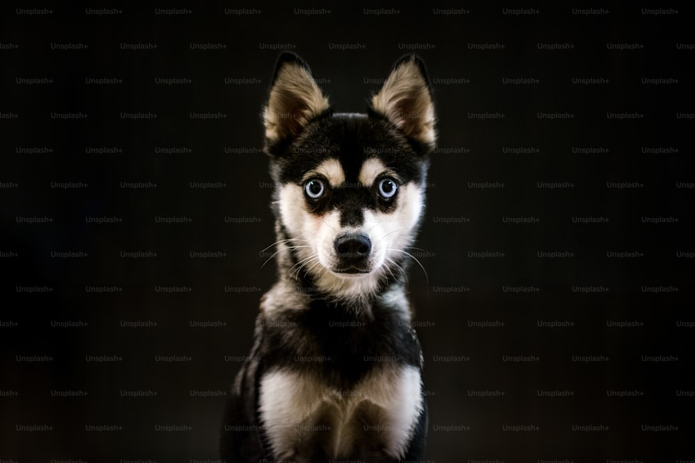 a small black and white dog with blue eyes