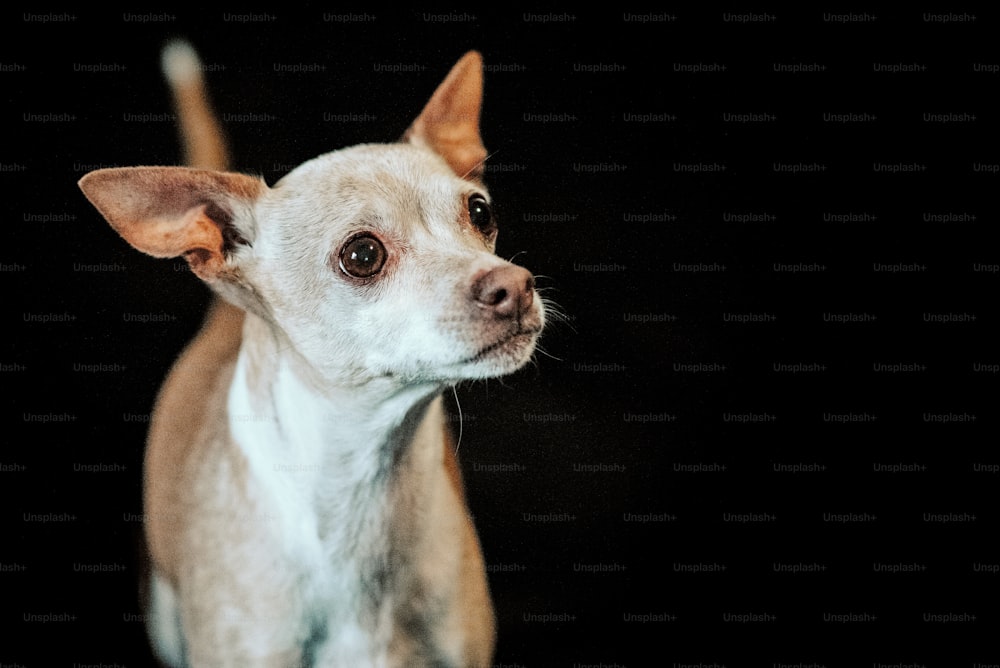 a close up of a small dog on a black background