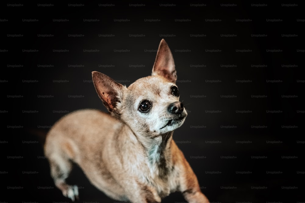 a small brown dog standing on top of a black floor