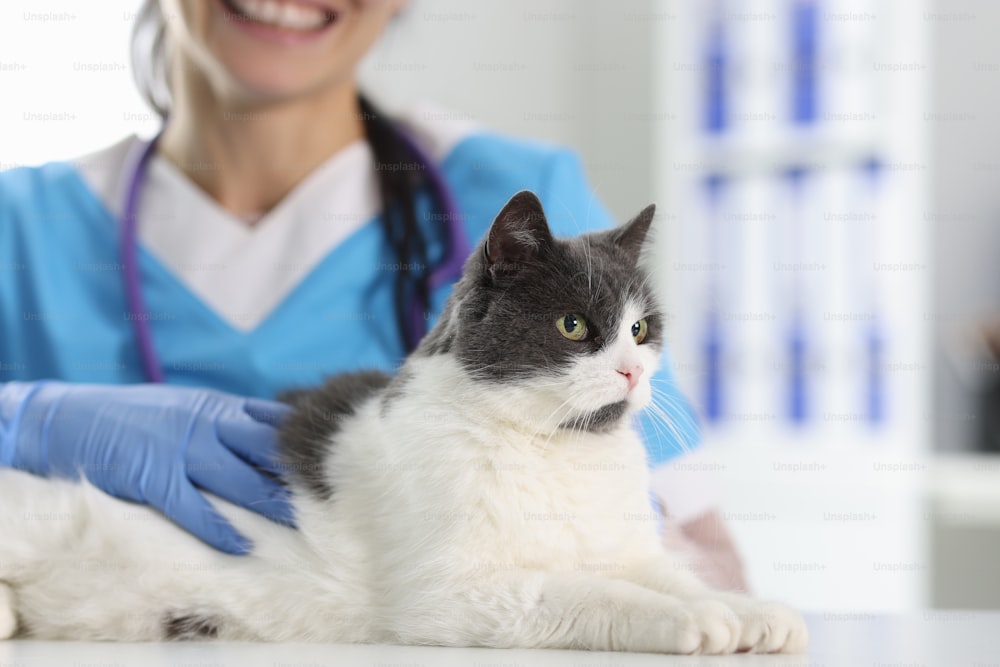 診察室の獣医さんの机の上には猫がいます。動物病院のコンセプトにおけるサービスとサービス