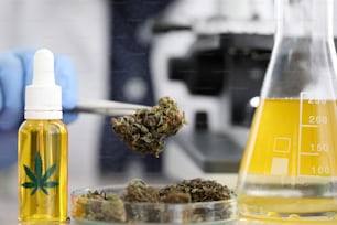 Close-up view of flask with yellow substance. Dry hemp in glass container. Laboratory worker holding in tweezer sample of hush. Cannabinoid oil concept