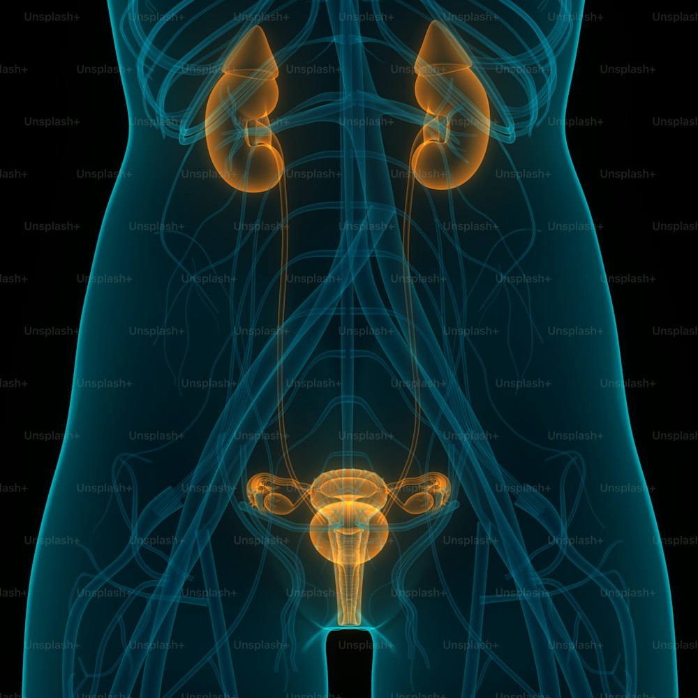Concepto de ilustración 3D del sistema reproductor femenino con el sistema nervioso y la anatomía de la vejiga urinaria