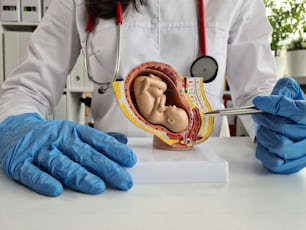 Gynecologist shows pen on plastic model of uterus and ovaries closeup. Examination of uterus and female reproductive system