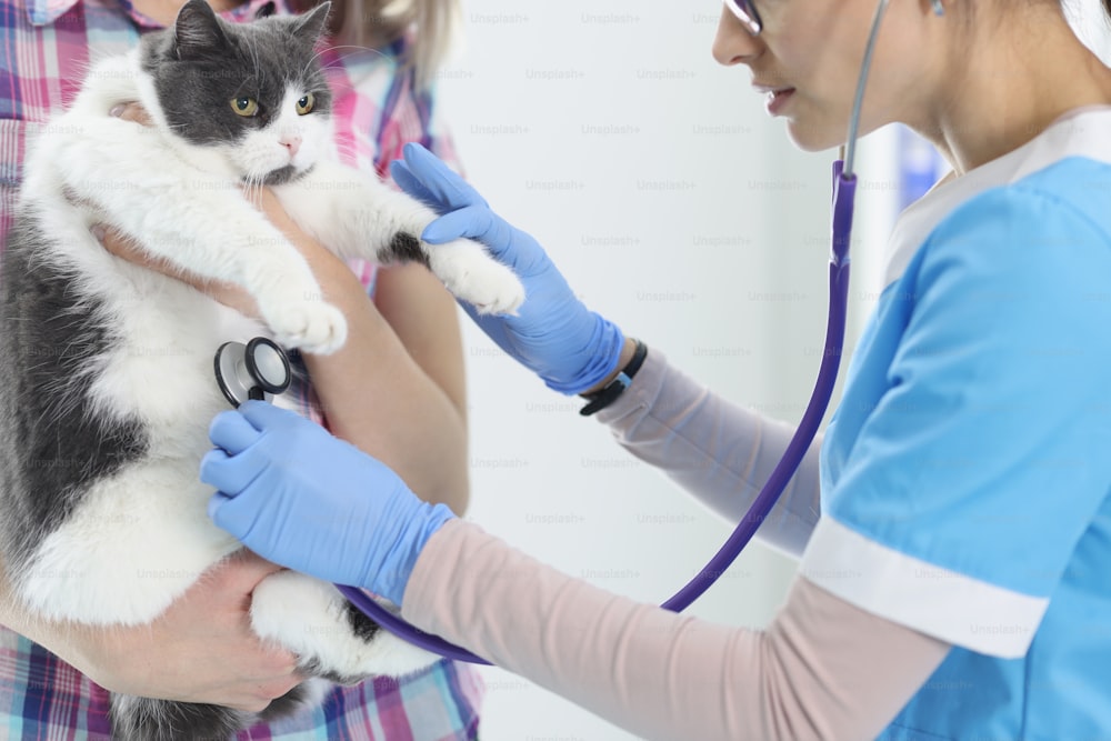 Woman veterinarian in glove listening with stethoscope cat. Pet care concept