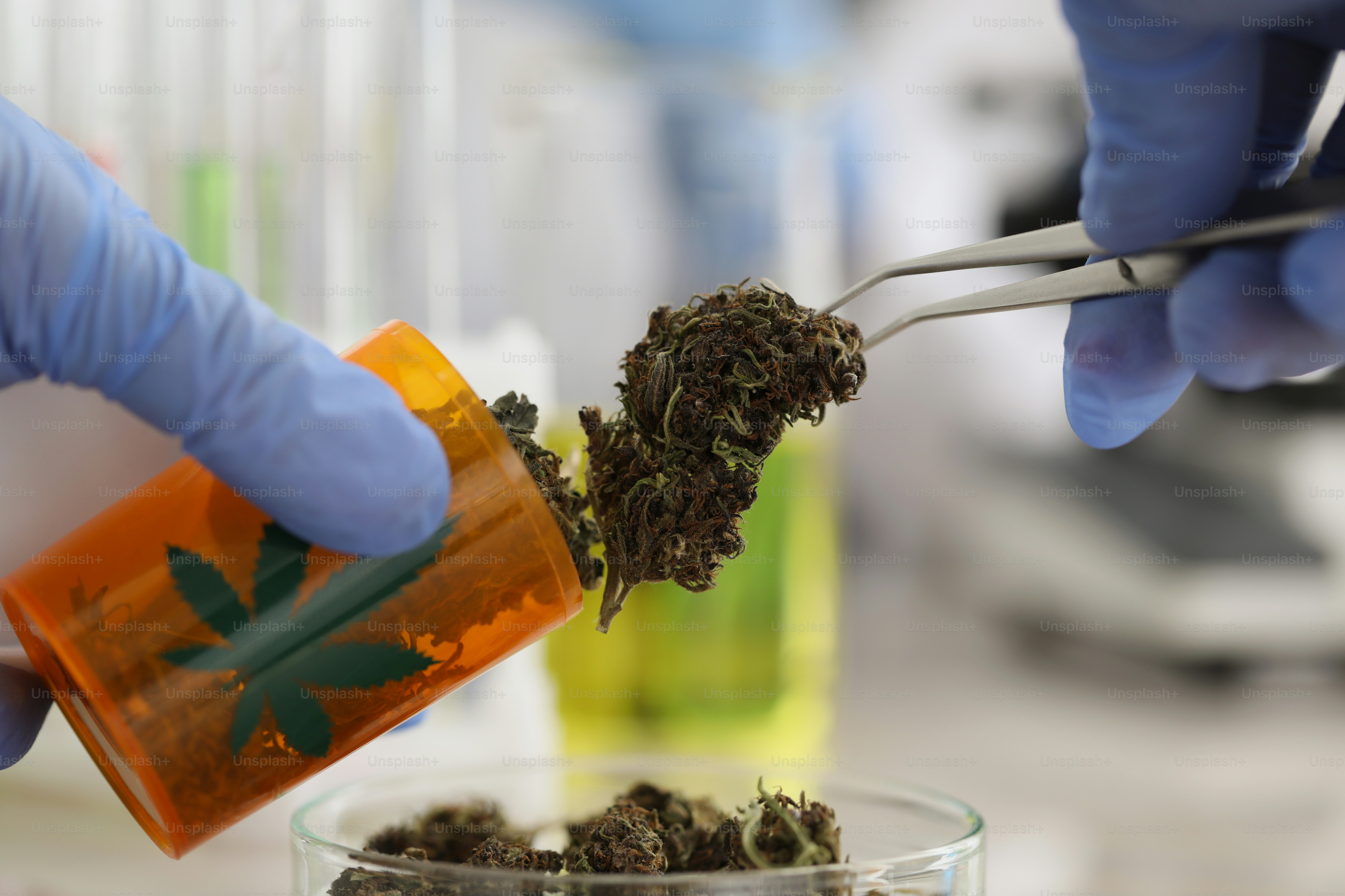 Close-up of laboratory worker in gloves put dried marijuana in glass container with tweezer. Make chemistry experiment in lab, hemp buds. Medicine concept
