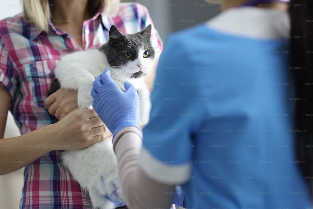 Cat was brought to veterinarian's appointment. Pet medical care concept