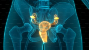 Concetto di illustrazione 3D dell'anatomia del sistema riproduttivo femminile