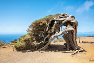 Zimbro dobrado pelo vento. Famoso marco em El Hierro, Ilhas Canárias. Foto de alta qualidade