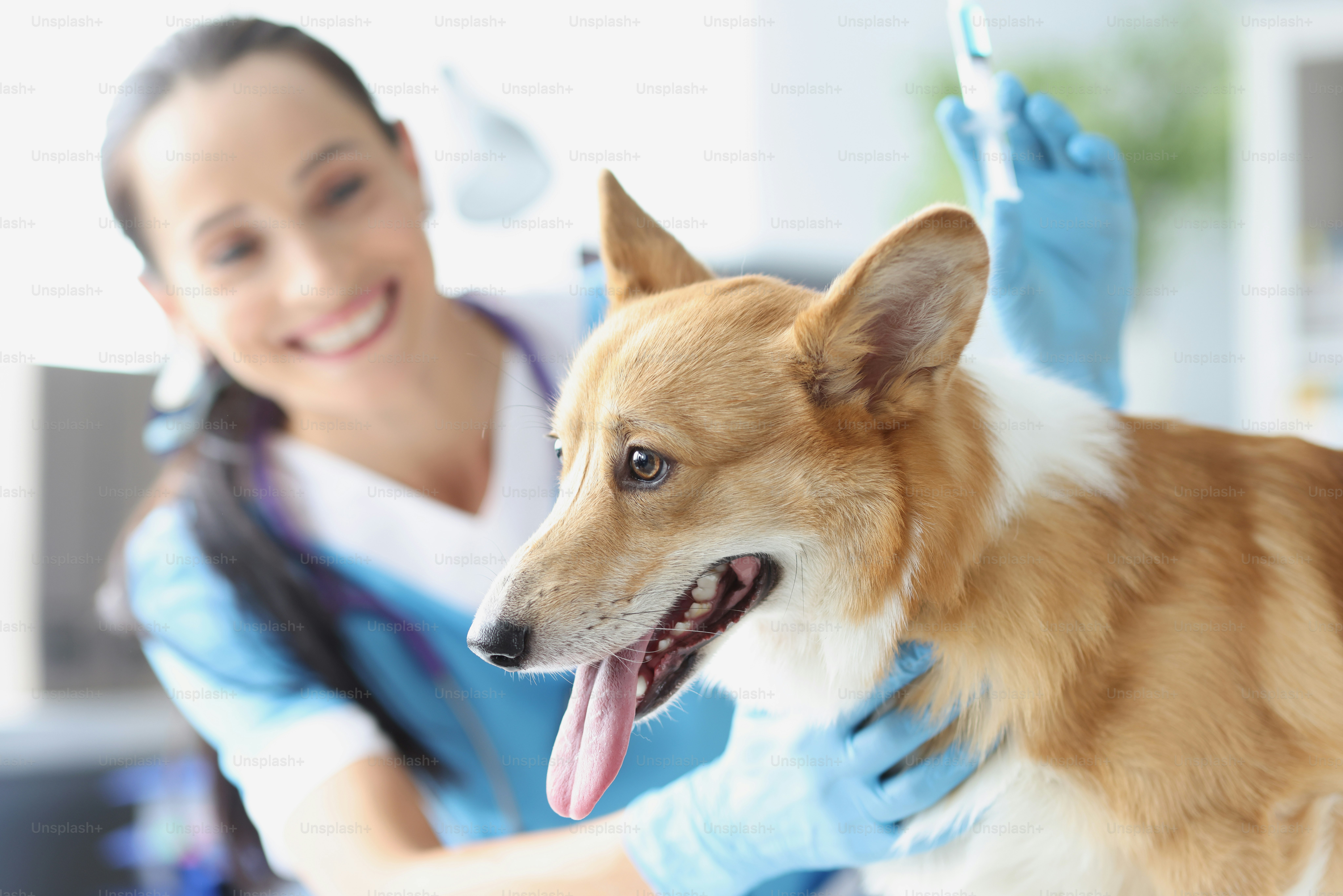 Il medico veterinario con il cane tiene in mano una siringa con il vaccino. Concetto di vaccinazione degli animali