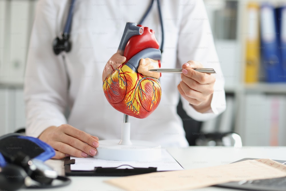 O médico mostra um modelo plástico para o ventrículo do coração, close-up. Consultório do cardiologista, formação médica
