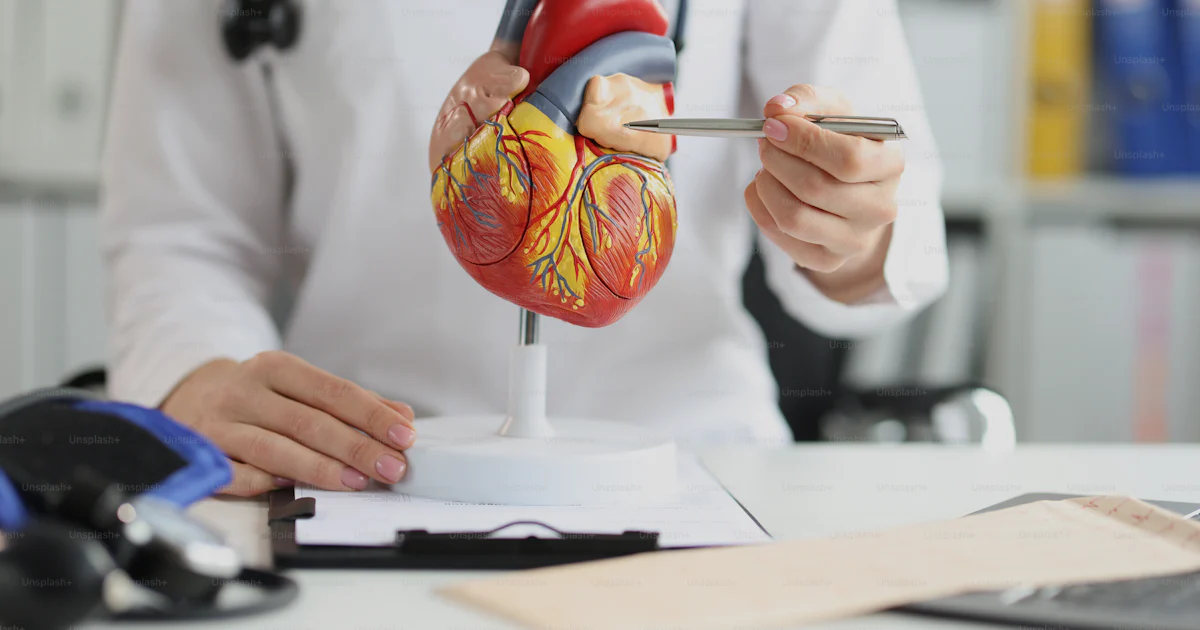 Heart Doc The doctor shows a plastic model to the ventricle of the heart, close ...