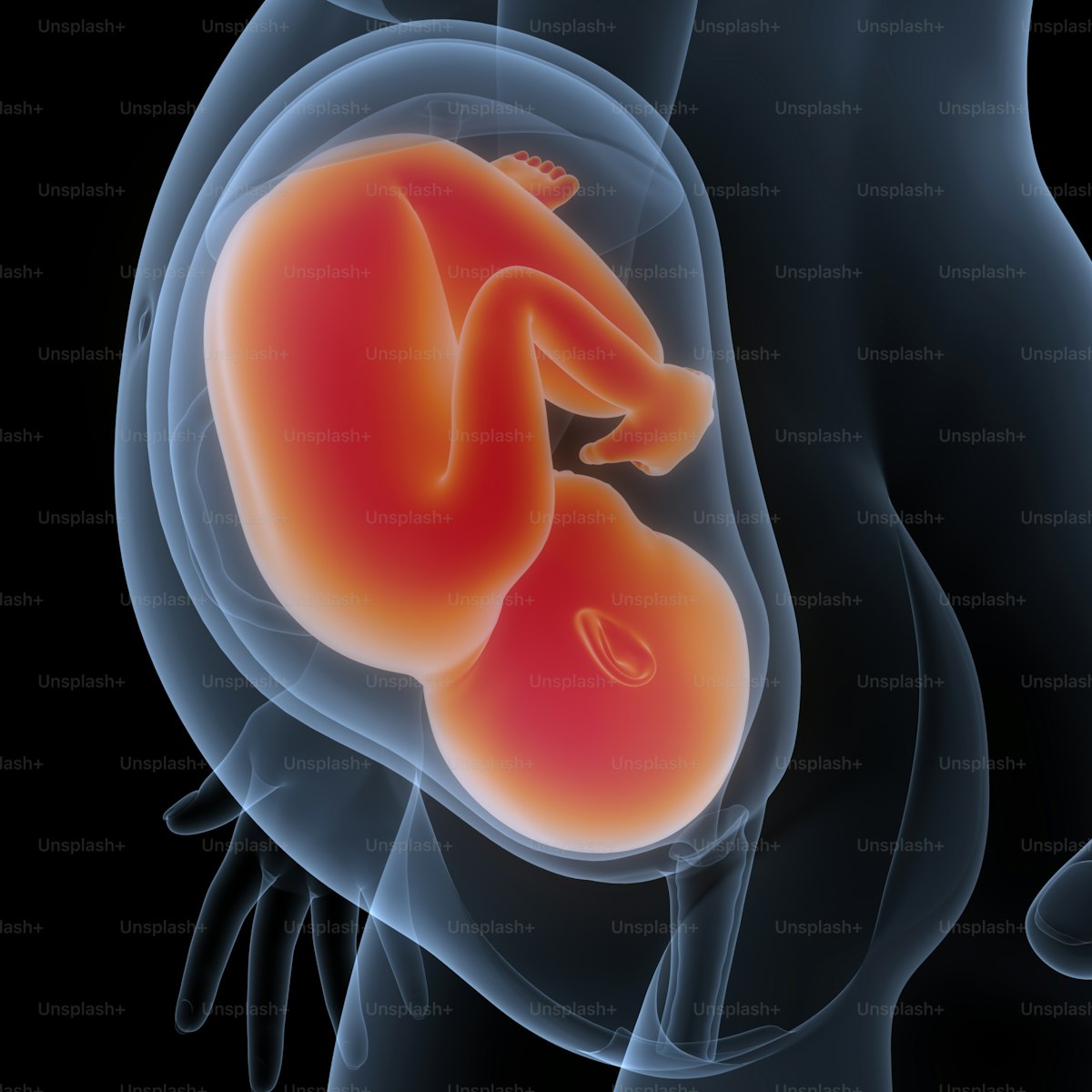 Fœtus dans la matrice — rendu 3D anatomique. Symbole physique de la racine R-Ḥ-M