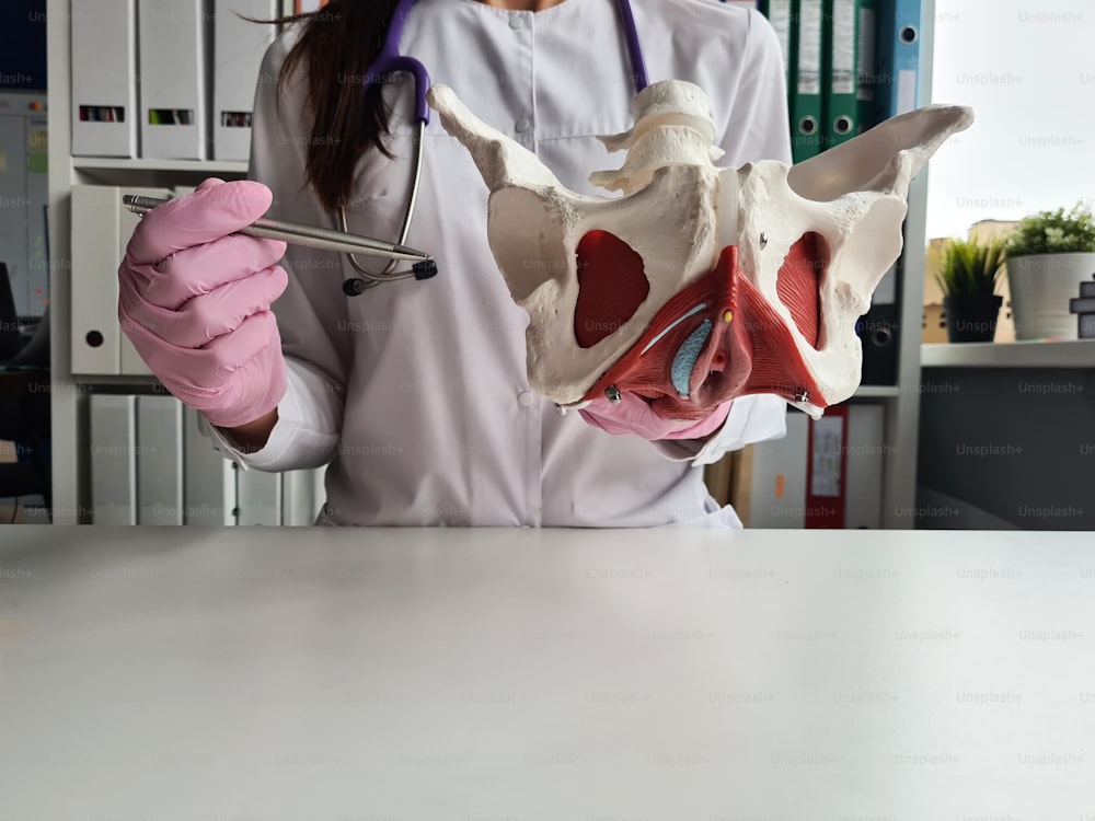 婦人科医の医師は、筋肉のある女性の骨盤の位置を示します。骨盤の骨