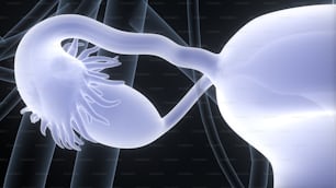 女性の生殖器系の解剖学の3Dイラストレーションコンセプト