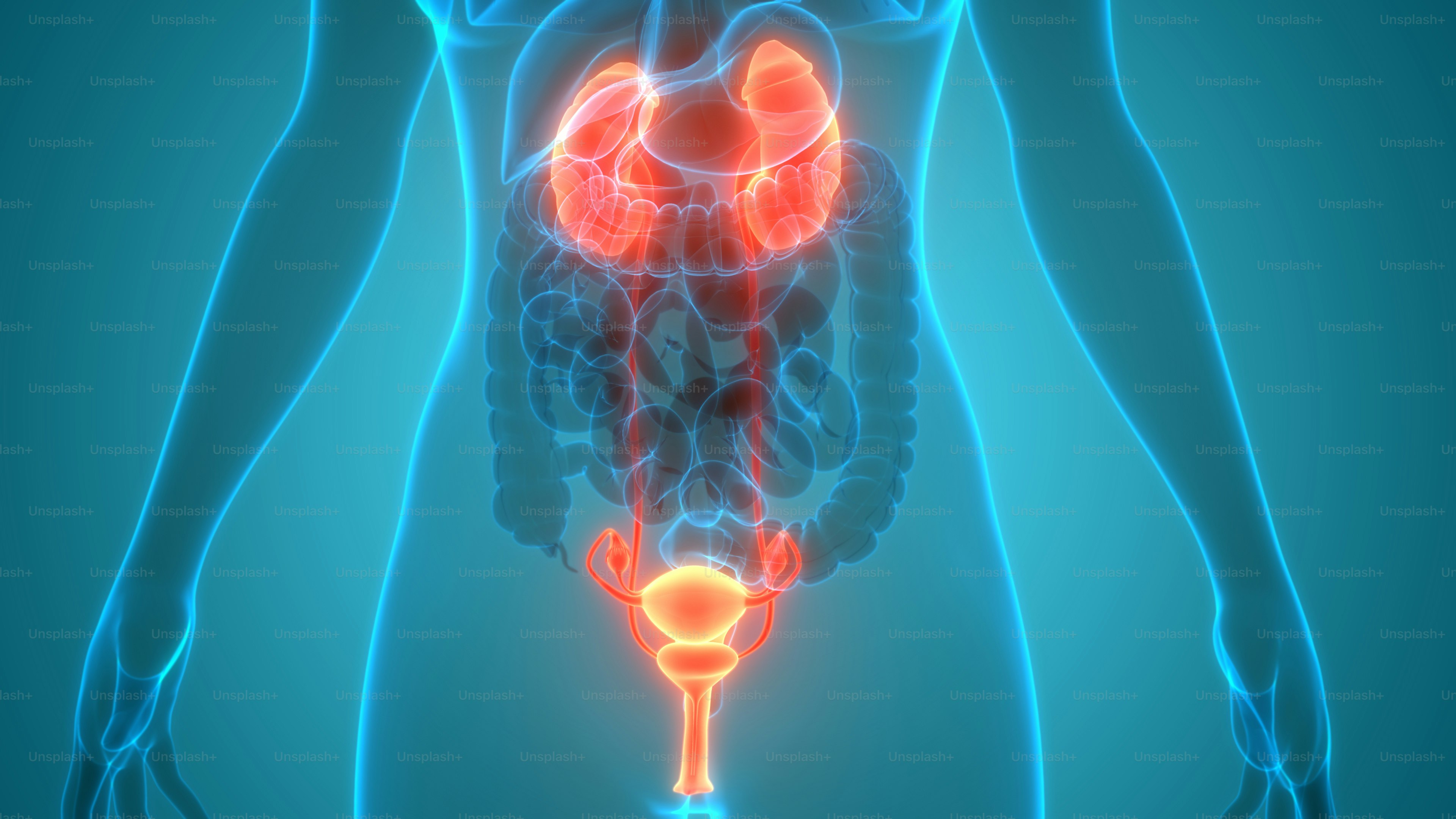 3D Illustration Concept of Female Reproductive System with Nervous System and Urinary Bladder Anatomy