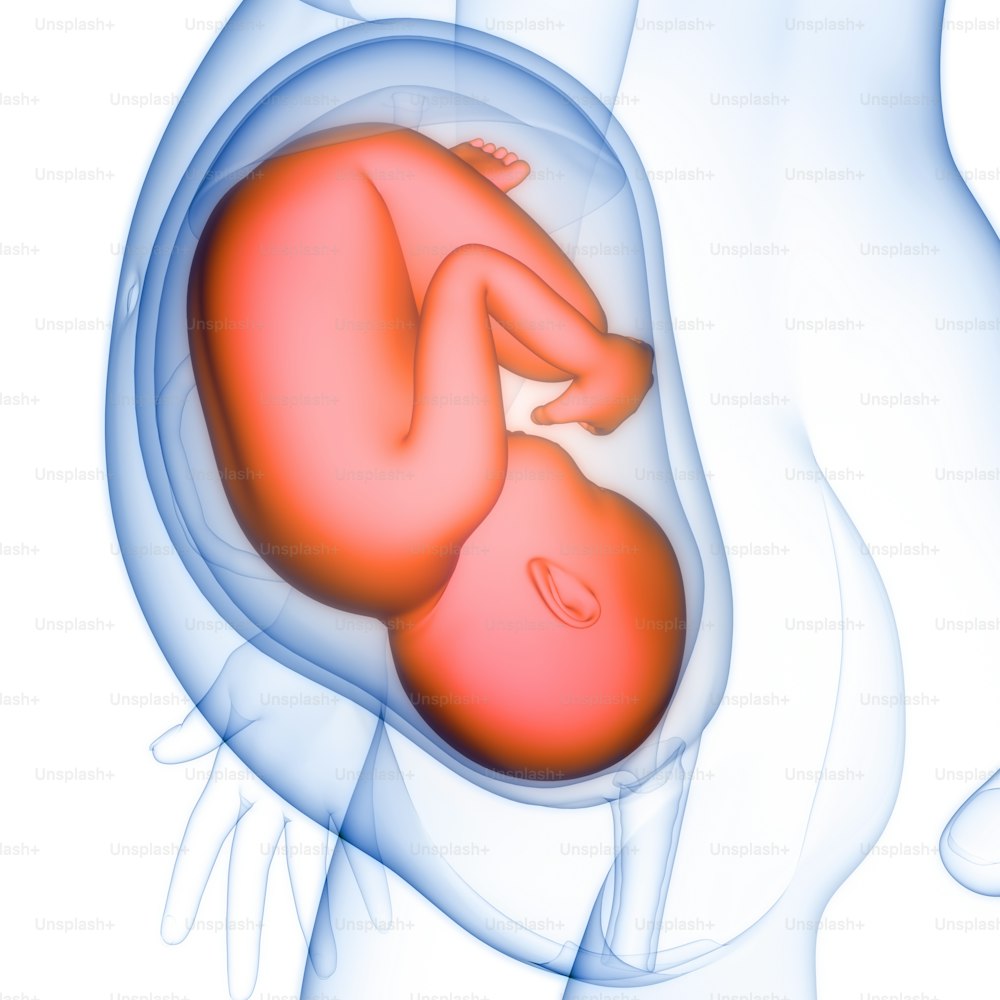 子宮の解剖学におけるヒト胎児の3Dイラストレーションコンセプト