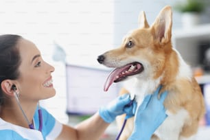 Female veterinarian listening with stethoscope to domestic purebred dog in clinic. Medical assistance to pets concept