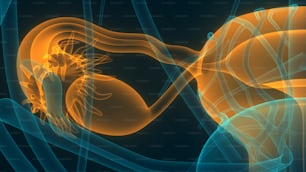 神経系と膀胱の解剖学を伴う女性の生殖器系の3Dイラストレーションコンセプト