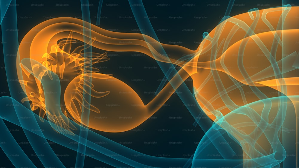 Concetto di illustrazione 3D del sistema riproduttivo femminile con il sistema nervoso e l'anatomia della vescica urinaria