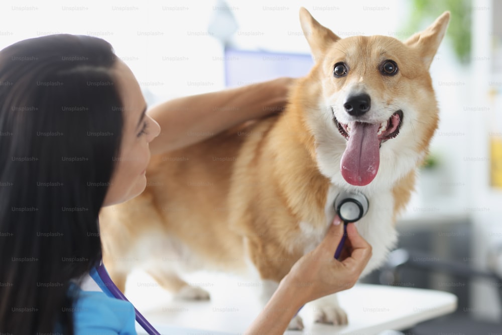Médico veterinario escuchando con estetoscopio al perro en la clínica. Diagnóstico de enfermedades internas en el concepto de mascotas