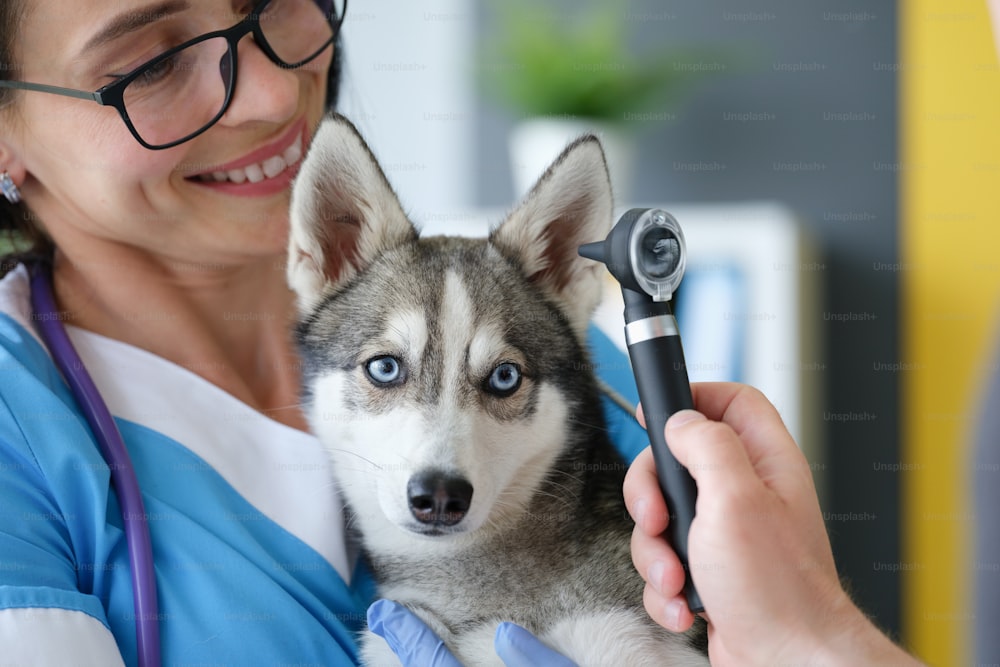 Veterinarian examining sore ear of dog using otoscope in clinic. Medical assistance to pets concept