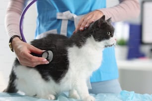 Donna veterinaria che ascolta i polmoni del gatto con lo stetoscopio. Concetto di trattamento degli animali domestici