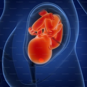 3D-Illustrationskonzept des menschlichen Fötusbabys in der Gebärmutteranatomie